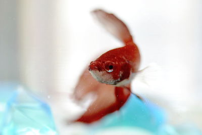 Close-up of fish swimming in water