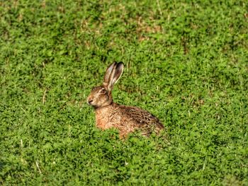 Close-up of rabbit on grassy field