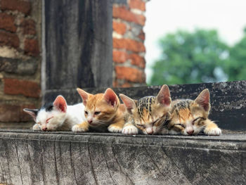 Portrait of cats on the wall