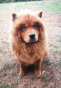 Close-up portrait of dog on field