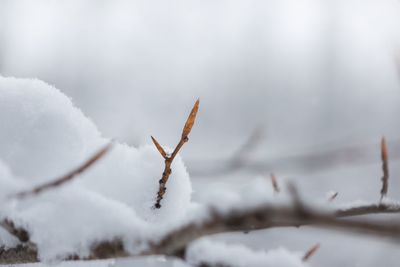 Close-up of frost