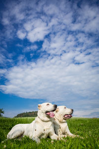 Dog on a field