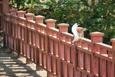 View of bird on wooden fence