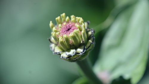 Close-up of pink flower buds