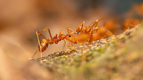 Fire ant on branch in nature ,selection focus only on some points in the image.