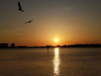 Silhouette birds flying over sea during sunset