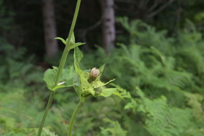 plant