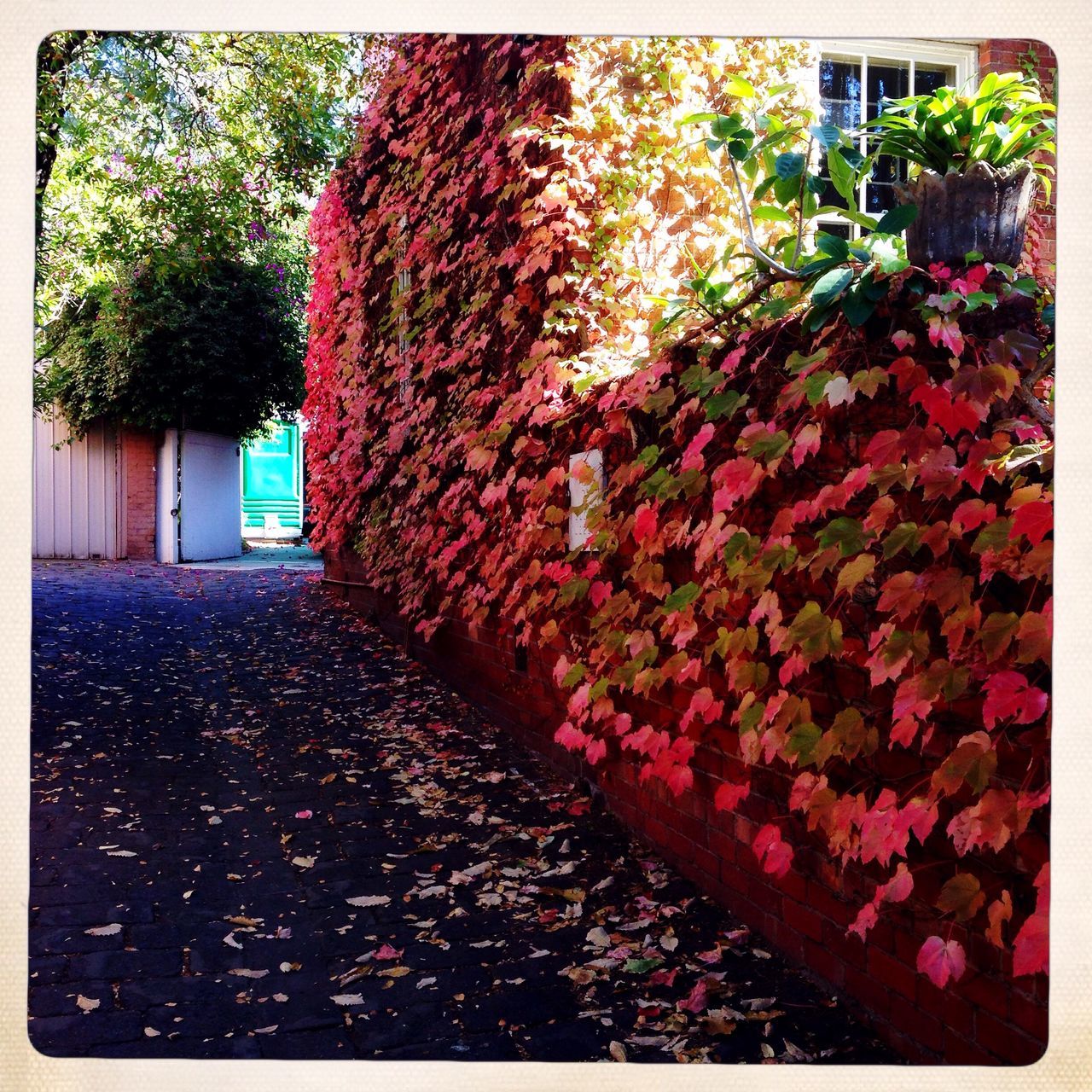 transfer print, auto post production filter, tree, built structure, building exterior, red, growth, architecture, abundance, day, plant, outdoors, house, no people, leaf, nature, sunlight, flower, multi colored, autumn