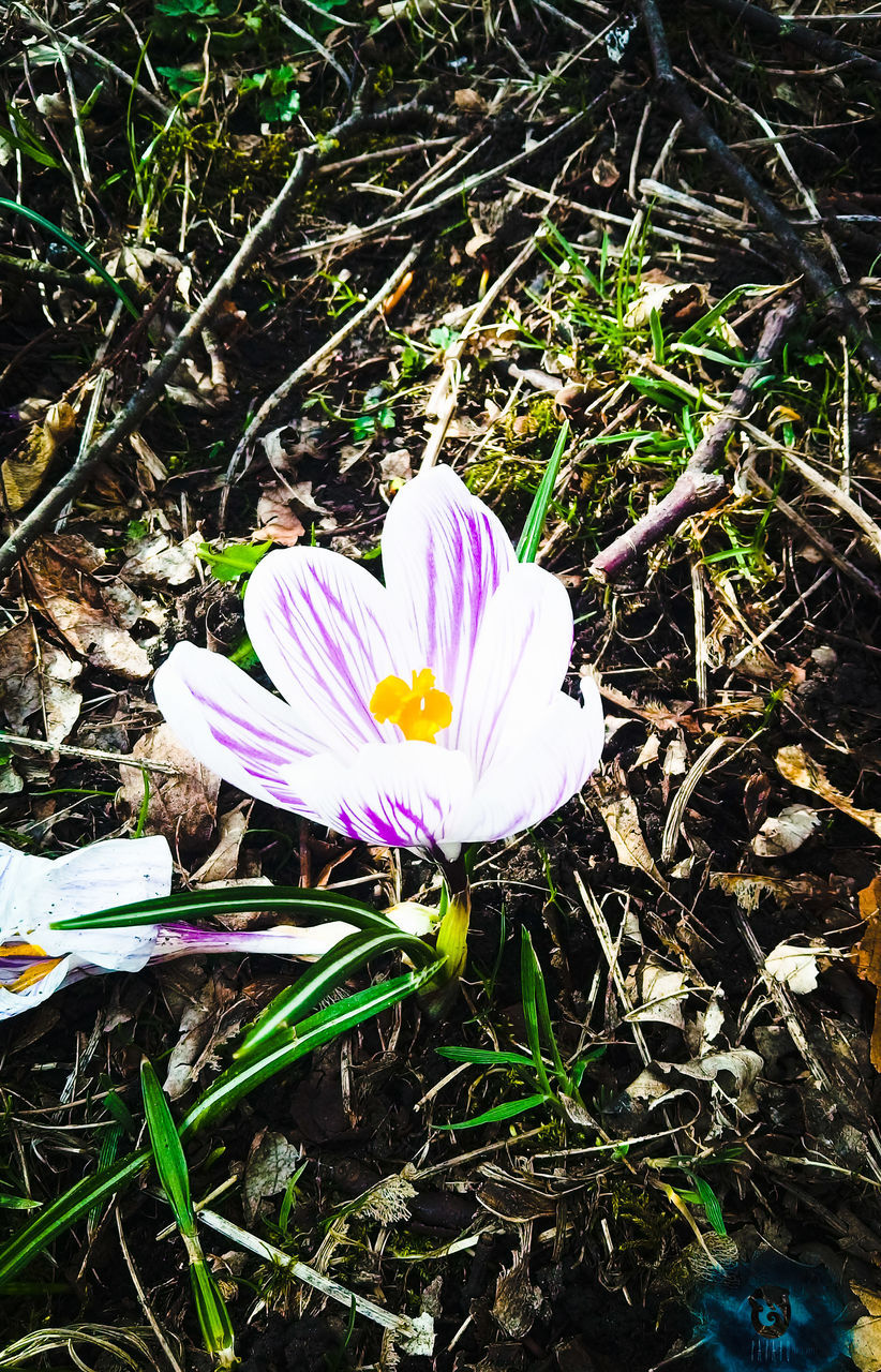 flowering plant, flower, plant, beauty in nature, fragility, vulnerability, freshness, petal, growth, field, close-up, flower head, land, inflorescence, nature, day, no people, crocus, purple, iris, outdoors, pollen