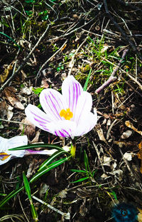 flowering plant