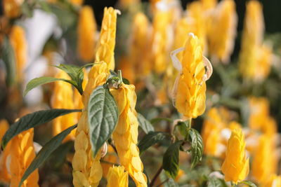 Close-up of yellow flowering plant on field