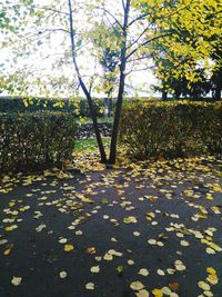 Autumn leaves on tree