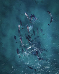 High angle view of fishes swimming in sea