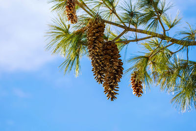 Low angle view of palm tree against blue sky