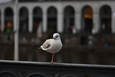 Close-up of seagull perching on railing