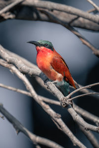 Low angle view of bird perching on branch