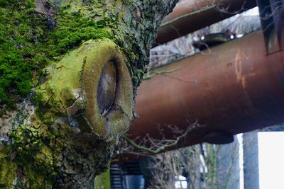 Close-up of rusty boat on tree trunk