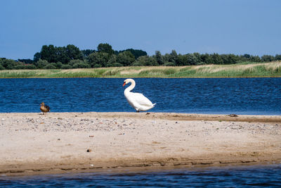 Seagulls perching on a lake