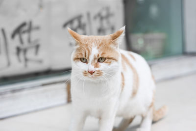 Close-up portrait of cat