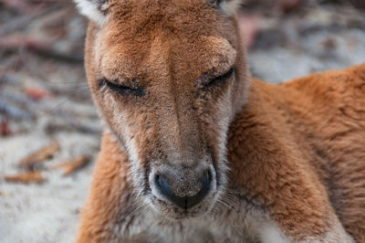 Australian wild antilopine red kangaroo animal close up portrait