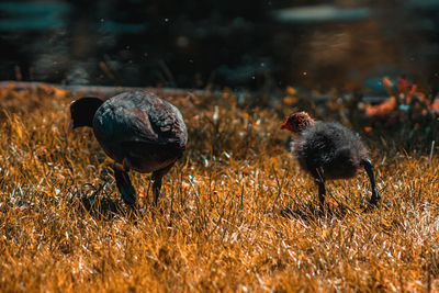 Canada geese on field