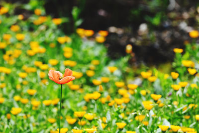 Close-up of yellow flowering plant on field