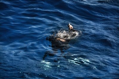 High angle view of person snorkeling in sea