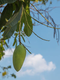 Low angle view of leaves on tree