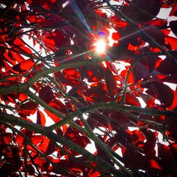 Low angle view of red leaves