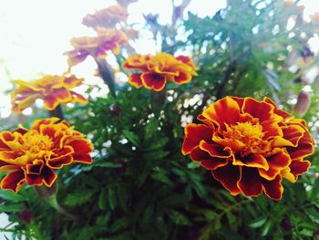 Close-up of marigold blooming outdoors