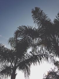 Low angle view of trees against blue sky