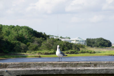 Seagull perching on wood