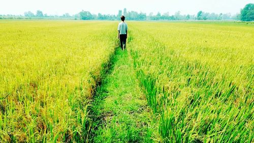 Rear view of man in field