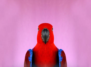 Colorful red parrot