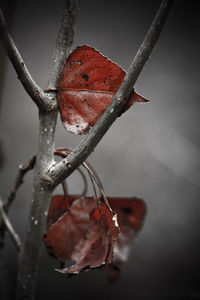 Close up of plant against blurred background