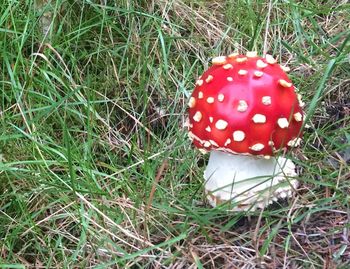 Close-up of mushroom growing on grassy field