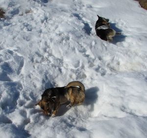 Dog resting on ground