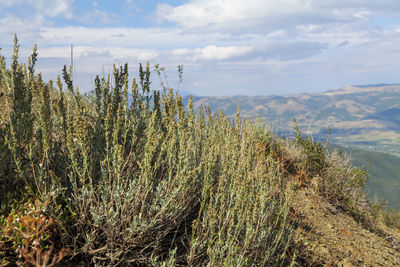 plant