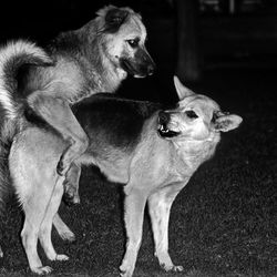 View of two dogs