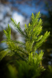 Close-up of pine tree