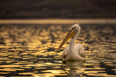 Close-up of pelican