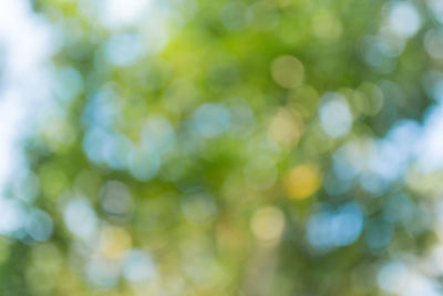 Close-up of plants against blurred background