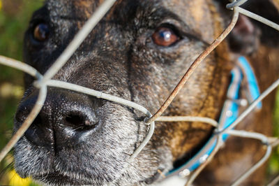 Close-up of a dog