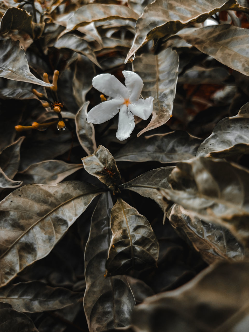 CLOSE-UP OF DRIED LEAVES ON PLANT