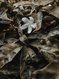 Close-up of dried leaves on field