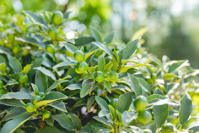 Fortunella japonica or cumquat. natural background with cumquat fruits in green foliage at sunlight.