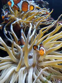 Close-up of fish in sea