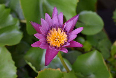 Close-up of pink water lily