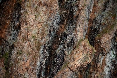 Full frame shot of tree trunk