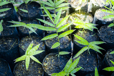 High angle view of leaves on field